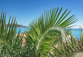 closeup on green leaf of palm tree in front of a beach under  blue sky