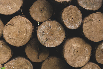 a pile of wood logs after cut down