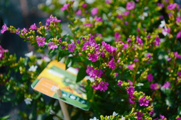 Wall Mural - cuphea is a compact shrub with small, delicate, lavender or pink star-shaped flowers. the bright gre