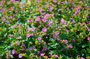 Wall Mural - cuphea is a compact shrub with small, delicate, lavender or pink star-shaped flowers. the bright gre