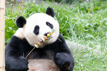 Wall Mural - funny pose of panda, china