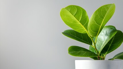 Poster - Detailed Close up Photography of Circular Ficus Benjamina Houseplant with Dense Green Weeping Fig Leaves and White Studio Backdrop