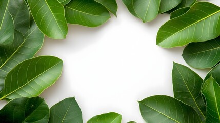 Poster - Elegant and Minimalist Still Life Study of a Captivating Circular Layout of Lush and Verdant Weeping Fig Leaves Framed Against a Pristine White Background with Clipping Path