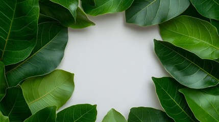 Poster - Elegant arrangement of vibrant verdant Ficus Benjamina leaves in a captivating circular layout elegantly framed against a pristine white background with a clipping path for natural still life study
