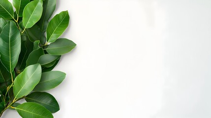 Poster - Lush verdant Ficus Benjamina leaves in a concentric circular pattern weeping fig plant framed against a plain white backdrop with high key lighting