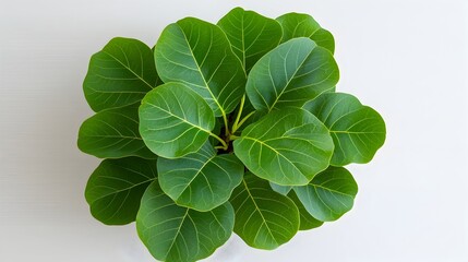 Poster - Lush verdant Ficus Benjamina leaves arranged in a concentric circular pattern weeping fig plant framed against a plain white backdrop with high key lighting