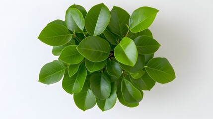Poster - Symmetrical arrangement of vibrant green Ficus Benjamina leaves weeping fig plant centered on crisp white background creating a modern botanical aesthetic with clarity in a clinical studio shot