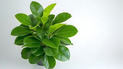 Poster - Symmetrical arrangement of vibrant green Ficus Benjamina leaves weeping fig plant centered on crisp white background with clarity and modern botanical aesthetic