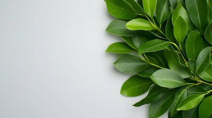 Poster - Verdant lush foliage of a Ficus Benjamina plant arranged in a graceful symmetrical circular pattern on a clean minimalist white backdrop  The delicate tendrils and stems are intricately entwined