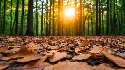 Aufkleber - Warm sunlight streaming through a serene forest casting soft dappled shadows on the ground covered with a carpet of fallen autumn leaves in hues of green gold and brown