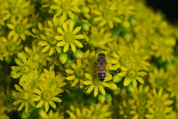 Bee on flowers