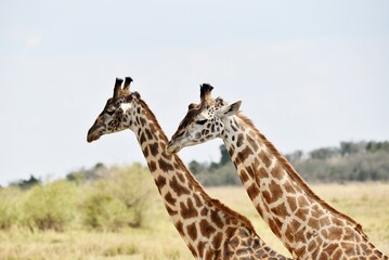 the head and neck of two giraffes.