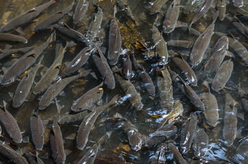 Neolissochilus fish lives in waterfall at Pa La-U Waterfall at Kaeng Krachan National Park, Thailand.