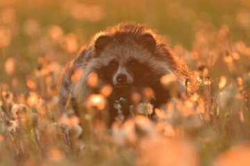 Raccoon dog common Nyctereutes procyonoides meadow Chinese Asian field closeup cute darling invasive species in Europe, evening sunset summer looking, beast fur eyes problem for biodiversity, Europe