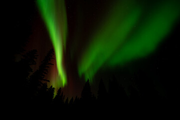Wall Mural - shafts of bright green colored aurora in a starry night above a forest of evergreen trees