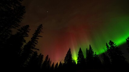 Wall Mural - bright green and red christmas colored aurora in a starry night sky. panning left. forest