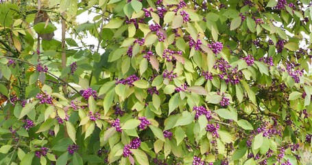 Wall Mural - Callicarpa bodinieri - Bodinier's beautyberry shrub bearing clusters of tight glossy purple berries along arching stems with medium green leaves turning green to yellow-orange
