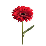Vibrant red gerbera flower isolated on a transparent background showcasing its unique petal structure and beauty, gerbera flower isolated on transparent background