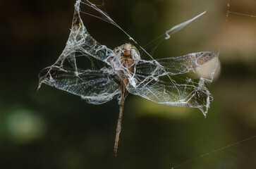 spider web with dew