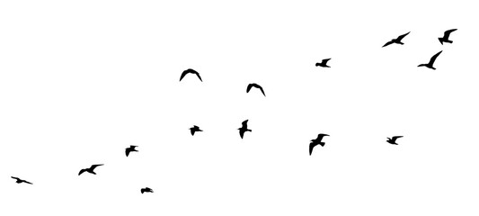 Wall Mural - flock of birds silhouette isolated on transparent clear background