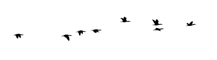 Wall Mural - flock of birds silhouette isolated on transparent clear background