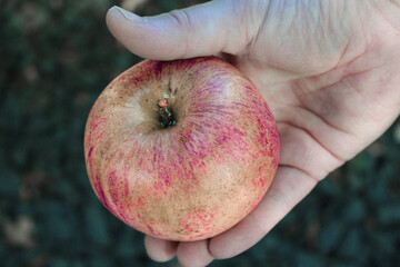 closeup of person holding ripe apple in hand