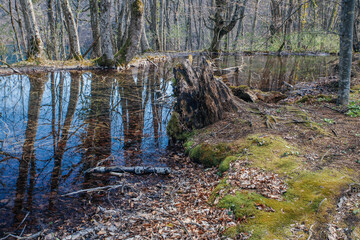 Beautiful forest in Plitvice lakes national park taken at early spring, Croatia