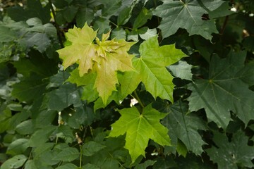 Wall Mural - Leaves of Maplee tree. Marlow. East Germany. Mecklenburg Vorpommern.