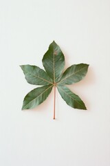 Poster - Minimalist Green Leaf on White Background - Nature Inspired Eco Design