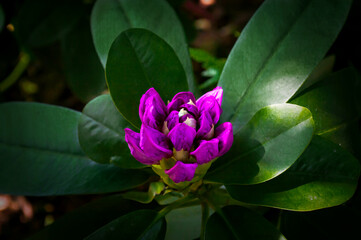 Purple Rhododendron Flower Close Up. Blooming Rhododendron