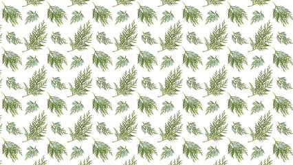 Wall Mural - background of thuja branches based on a seamless pattern. platycladus orientalis thuja branches with