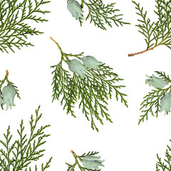 Wall Mural - seamless pattern of platycladus orientalis thuja branches with cones isolated on a white background.