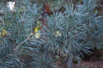 Wall Mural - natural background. pine branches close-up as a background. evergreen tree.