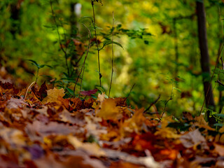 Autumnal landscape near Regensburg in Bavaria