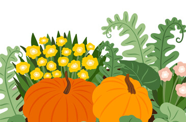 Wall Mural - vector pumpkin patch with yellow and pink flowers, leaves, autumn composition. holiday greeting card