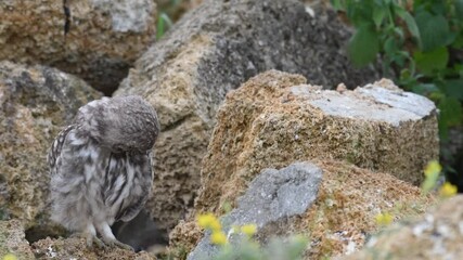 Wall Mural - Young little owls sitting by their nest exploring the wild for the first time. Little owl Athene noctua.