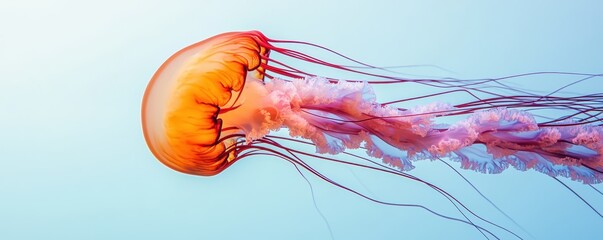 Poster - Elegant Jellyfish with Flowing Tentacles in Abstract Style