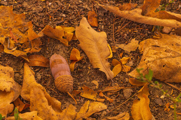 Autumn fallen brown leaves of oak and willow and one ripe acorn lie on the surface of the ground. Seasonal changes in surrounding flowers in nature