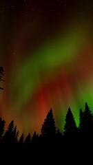 Wall Mural - bright red and green christmas colored aurora in a starry night sky. panning right
