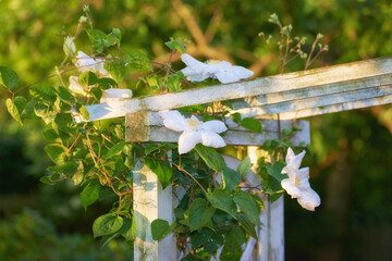 Garden, flowers and nature with ecology, vines and woods with forest, plants and countryside. Empty, structure and flora with environment, eco friendly and spring with natural beauty and bloom