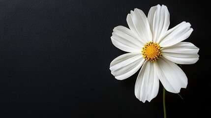 Wall Mural -   A white flower centered on a black background, its petals radiating a golden hue at its heart