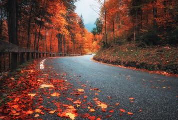 Wall Mural - road with fallen leaves in beautiful forest in golden autumn. empty mountain road, trees with red an