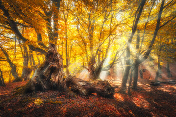 Wall Mural - magical old trees with sun rays at sunrise in fall. autumn colors