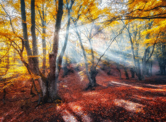 Wall Mural - magical old trees with sun rays at sunrise in fall. colorful dreamy landscape with foggy forest, gol
