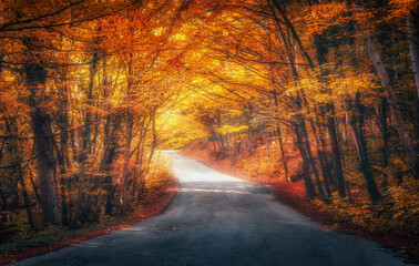 Wall Mural - road in fairy autumn forest in fog. trees with red and yellow foliage in fall. dreamy landscape with