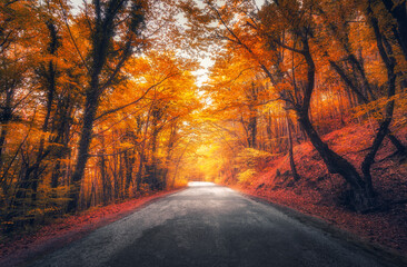 Wall Mural - amazing autumn forest with empty road in fog in the morning