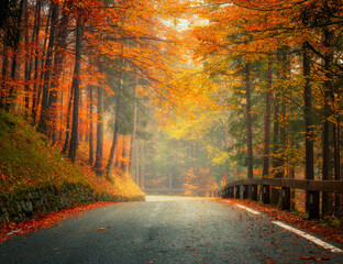 Wall Mural - road with fallen leaves in beautiful forest in golden autumn