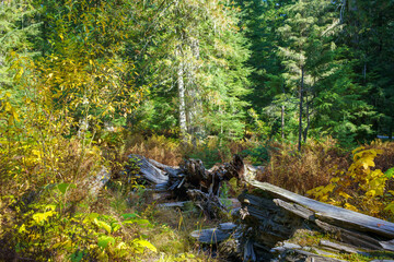 Roosevelt Grove of Ancient Cedars