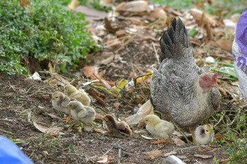 A hen with her chicks looking for food