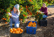 © JackF - Portrait of successful woman farmer near mandarin tree gathering local organic tangerines in garden during harvest